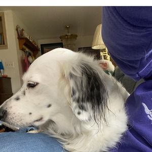 Meet your Posher, Angel